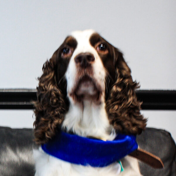 Image of Werner Machine's office dog, Georgina, who is often found sleeping on the couch.