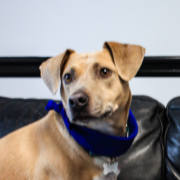 Image of Werner Machine's office dog, Jack, who is also known as the "shop doorbell"